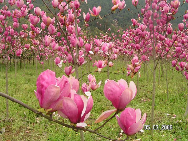 [分享]闽侯上街野外踏青