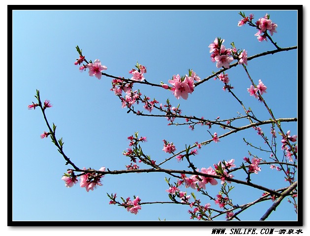 桃花依旧笑春风