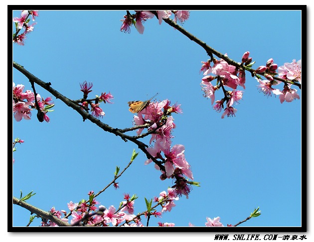 桃花依旧笑春风