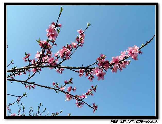 桃花依旧笑春风