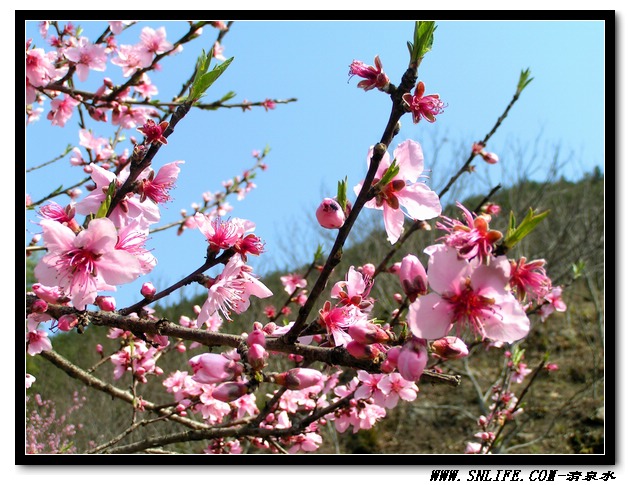 桃花依旧笑春风