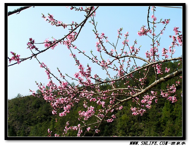 桃花依旧笑春风