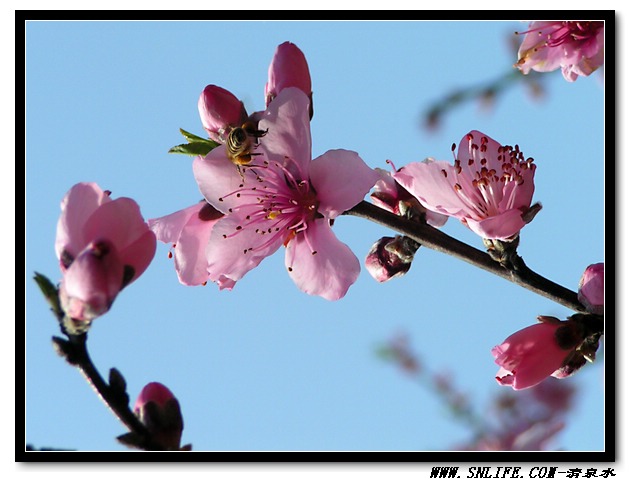 桃花依旧笑春风