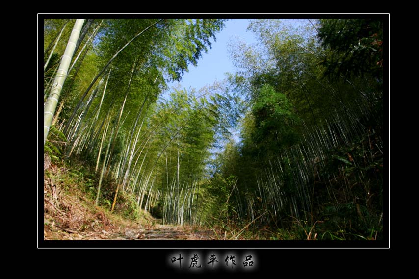 [原创]泰顺岭北风光