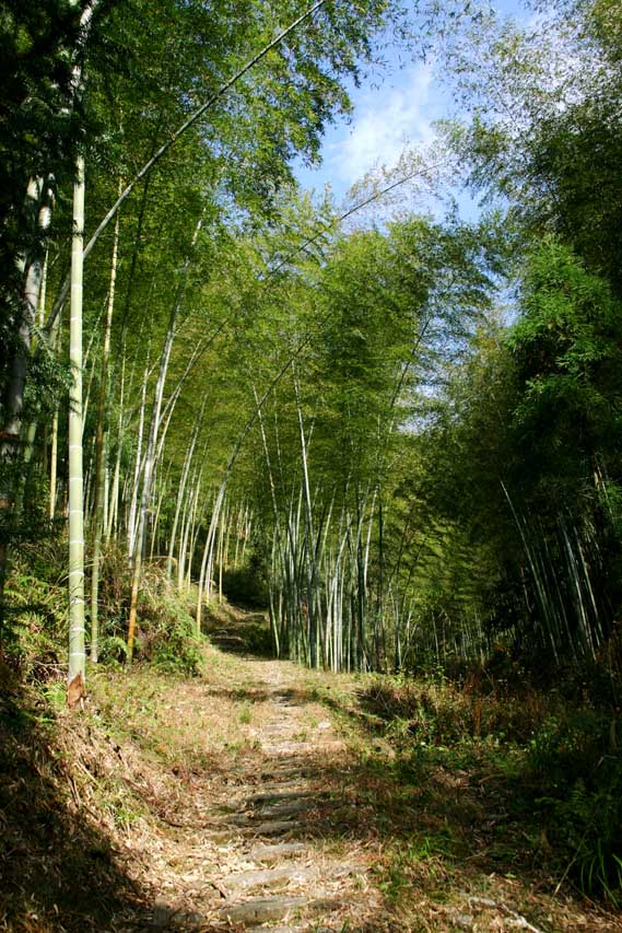 [原创]泰顺岭北风光