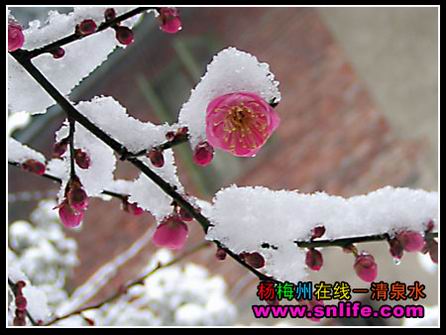 梅花欢喜漫天雪（今冬寿宁第三场雪）