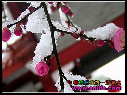 梅花欢喜漫天雪（今冬寿宁第三场雪）